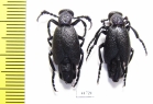 Meloe proscarabaeus  Russia, Moscow - INSECTS-STORE.RU