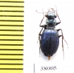 Pericalus cicindeloides  Malaysia - INSECTS-STORE.RU
