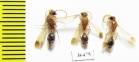 Mutillidae sp.  Tajikistan - INSECTS-STORE.RU