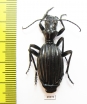 Anthia decemguttata?  South Africa Rep. - INSECTS-STORE.RU