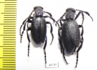 Meloe proscarabaeus  Russia, Moscow - INSECTS-STORE.RU