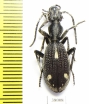 Cypholoba perspicillaris pluricostata  Tanzania - INSECTS-STORE.RU