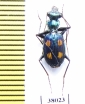 Pericalus longicollis  Malaysia, Borneo - INSECTS-STORE.RU