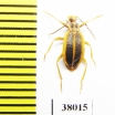 Ischaliidae, Ischalia sp.  China, Yunnan prov. - INSECTS-STORE.RU