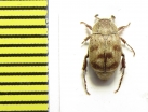 Hopliini sp.  Peru - INSECTS-STORE.RU