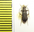 Cicindelinae sp.  Peru - INSECTS-STORE.RU