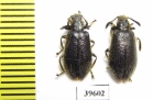 Tenebrionidae sp.  South Africa Rep. - INSECTS-STORE.RU