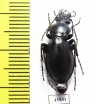 Carabus (Cyclocarabus) sp.  Uzbekistan - INSECTS-STORE.RU