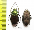 Mycteristes tibetanus, pair  Myanmar - INSECTS-STORE.RU