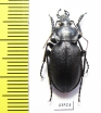 Carabus (Ulocarabus) theanus  Tajikistan - INSECTS-STORE.RU