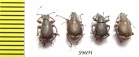 Curculionidae sp.  South Africa Rep. - INSECTS-STORE.RU