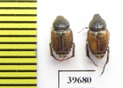Hopliini sp.  South Africa Rep. - INSECTS-STORE.RU