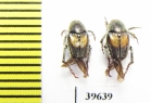 Hopliini sp.  South Africa Rep. - INSECTS-STORE.RU