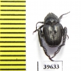 Hopliini sp.  South Africa Rep. - INSECTS-STORE.RU