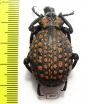 Brachycerus ornatus  Tanzania - INSECTS-STORE.RU