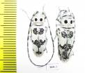 Rhaphidopsis melaleuca, pair  Zambia - INSECTS-STORE.RU