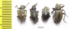 Curculionidae sp.  South Africa Rep. - INSECTS-STORE.RU