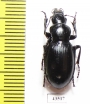 Pseudotaphoxenus sp.  Tajikistan - INSECTS-STORE.RU