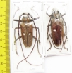 Batocera rubus albofasciata, pair  Indonesia, Kalimantan - INSECTS-STORE.RU