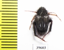 Hopliini sp.  South Africa Rep. - INSECTS-STORE.RU