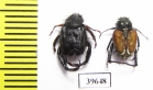 Hopliini sp.  South Africa Rep. - INSECTS-STORE.RU