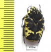 Gymnetis flavomarginata sallei  Mexico - INSECTS-STORE.RU