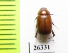 Melolonthinae sp.  Oman - INSECTS-STORE.RU