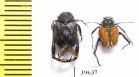 Hopliini sp.  South Africa Rep. - INSECTS-STORE.RU
