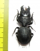 Crepidopterus decorsei  Madagascar - INSECTS-STORE.RU