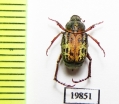 Ectinohoplia obsoleta  Japan - INSECTS-STORE.RU