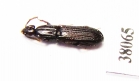Rhysodidae sp.  China, Yunnan prov. - INSECTS-STORE.RU