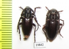 Eodorcadion carinatum involvens, pair  Russia, Irkutask reg. - INSECTS-STORE.RU