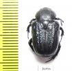 Cremastocheilini, Anatonochilus sp.  Zambia - INSECTS-STORE.RU