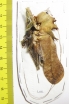 Lesina sp., male  Malaysia  70mm - INSECTS-STORE.RU