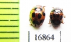 Erotylidae sp.  Myanmar - INSECTS-STORE.RU