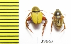 Hopliini sp., pair  South Africa Rep. - INSECTS-STORE.RU