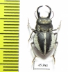Calognathus chevrolati  South Africa Rep. - INSECTS-STORE.RU