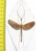 Gargantuoidea triumphalis  Malaysia  60mm - INSECTS-STORE.RU