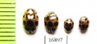 Erotylidae sp.  Myanmar - INSECTS-STORE.RU