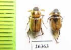 Microlontha iranica (Uliana & Keith, 2022)  Iran, Sistan prov. - INSECTS-STORE.RU
