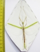 Necroscia punctata  Malaysia  75mm - INSECTS-STORE.RU