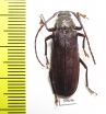 Prioninae sp.  South Africa Rep. - INSECTS-STORE.RU