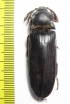 Elateridae sp.  South Africa Rep.  50mm - INSECTS-STORE.RU