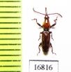 Brentidae sp.  Indonesia, Papua - INSECTS-STORE.RU