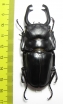 Odontolabis stevensi  Indonesia, Sulawesi  79mm - INSECTS-STORE.RU