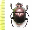 Kheper nigroaeneus?  South Africa Rep. - INSECTS-STORE.RU