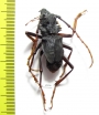 Prionocalus cacicus  Peru 35mm - INSECTS-STORE.RU