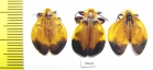 Lycidae sp.  South Africa Rep. - INSECTS-STORE.RU