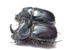 Papuana woodlarkiana, pair  Indonesia, Buru isl. - INSECTS-STORE.RU