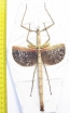 Anchiale buruense  Indonesia, Buru isl. 171mm - INSECTS-STORE.RU